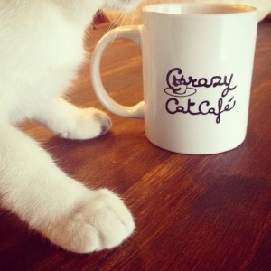 Crazy Cat Café
