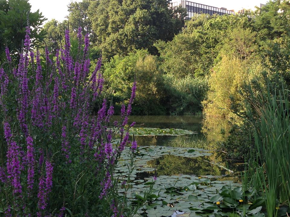Parco delle cave, le 7 regole doro milano italia Parco delle ninfee